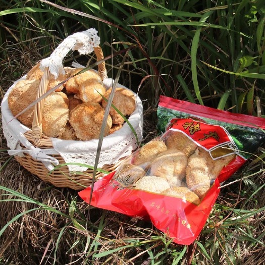 古田县短刺猴头菇 干猴头菇 250克/包*2包