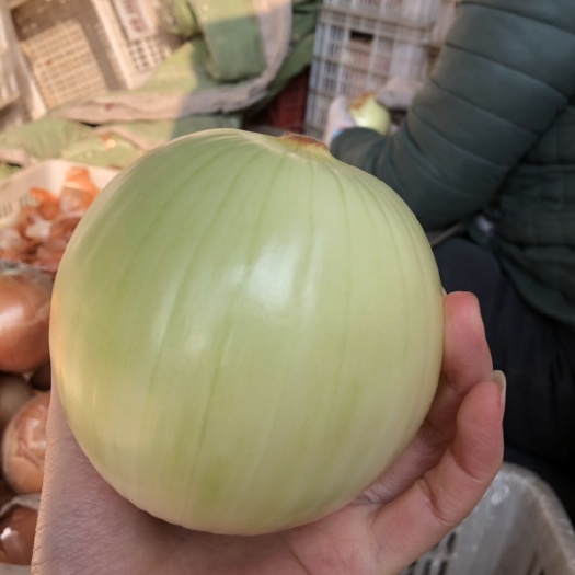 德州黃皮洋蔥 9cm以上 