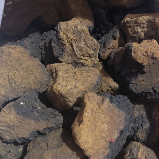 汪清县白桦茸 整块 散装 