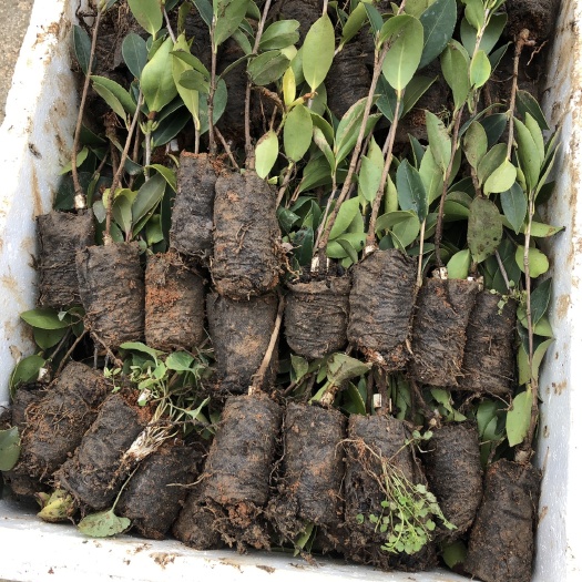 丰城市芩软2号油茶