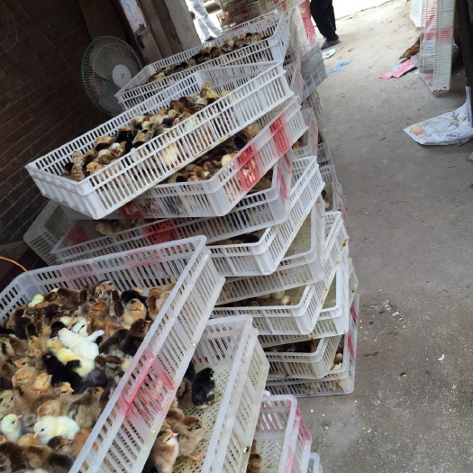 通许县柴鸡苗 河南开封通许