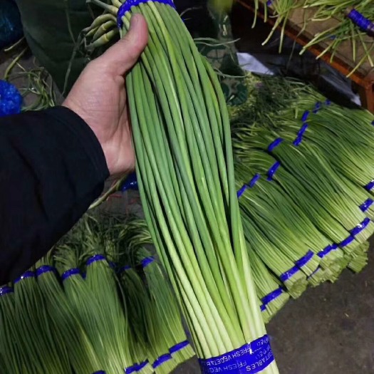 金乡县红帽蒜苔  一手货源 常年供应  物流全国