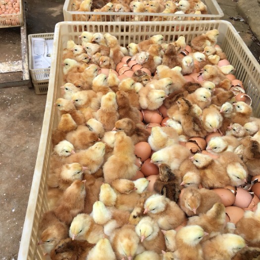 信阳三黄鸡苗 
