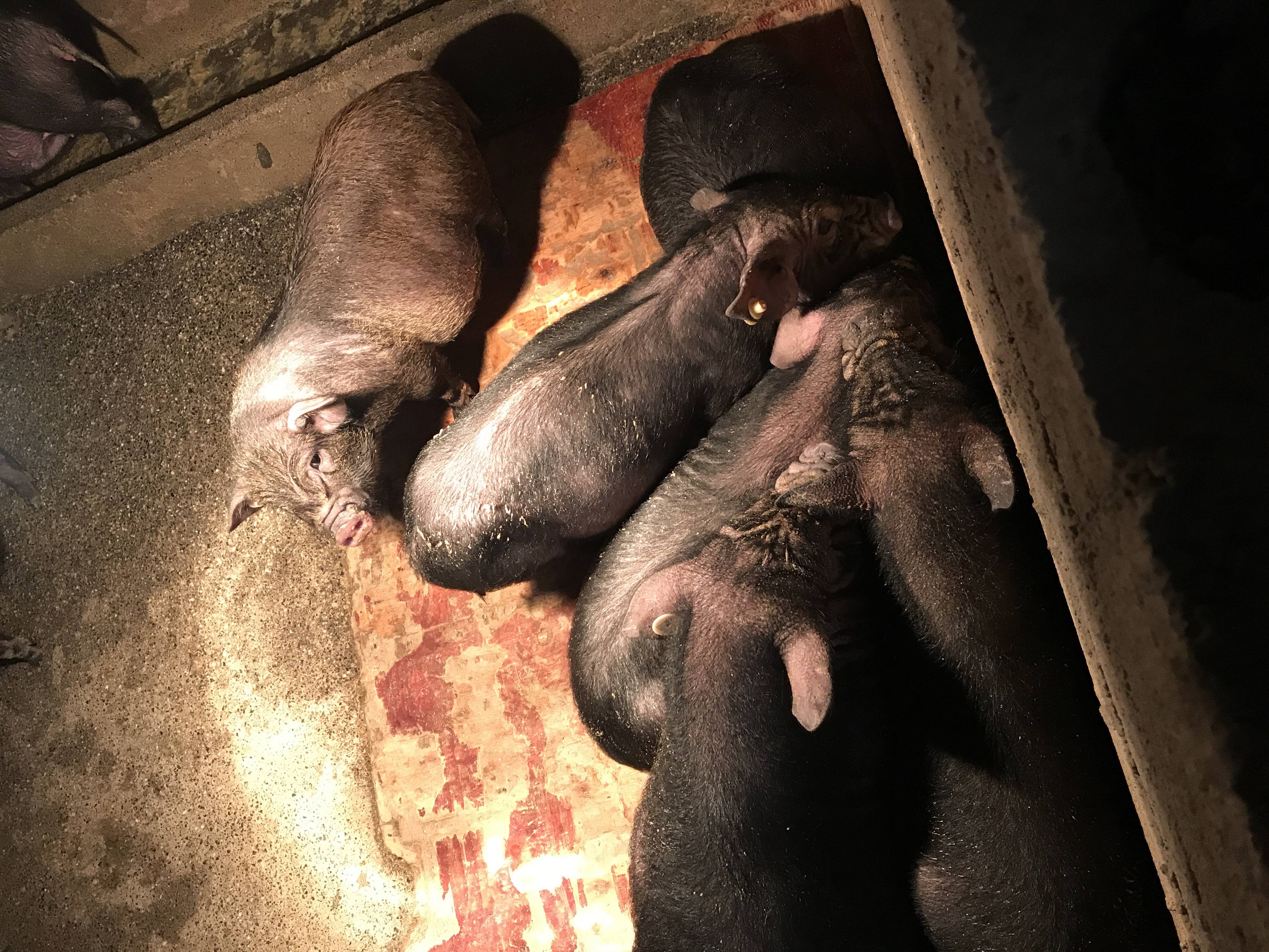 新西兰黑香猪图片