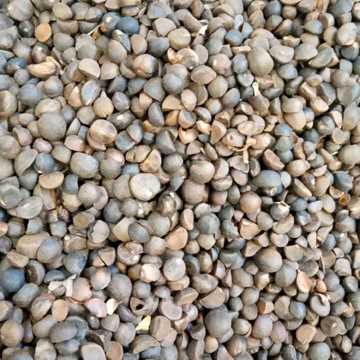 麻城市油茶籽 