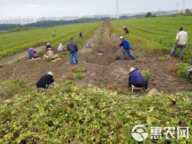 蛋白桑苗  饲料桑 可喂牲畜 做桑芽菜 防风沙