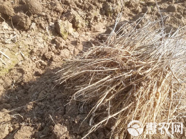 蛋白桑苗  饲料桑 可喂牲畜 做桑芽菜 防风沙