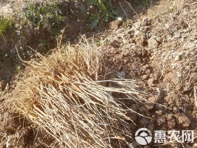 蛋白桑苗  饲料桑 可喂牲畜 做桑芽菜 防风沙