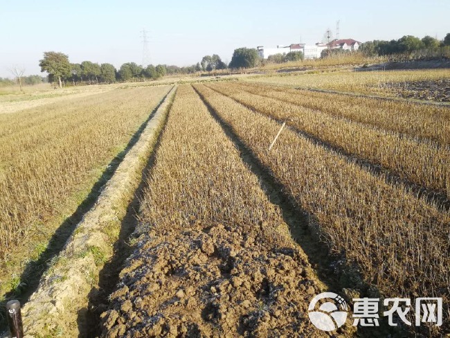 蛋白桑苗  饲料桑 可喂牲畜 做桑芽菜 防风沙