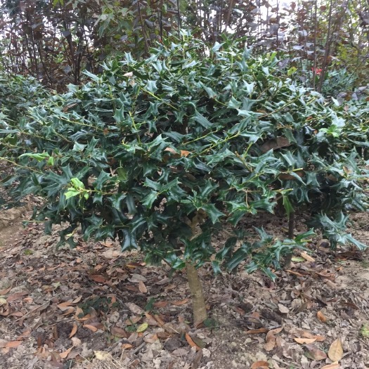 潢川县球冠幅1米有刺构骨球，有刺构骨造型，有刺构骨苗产地