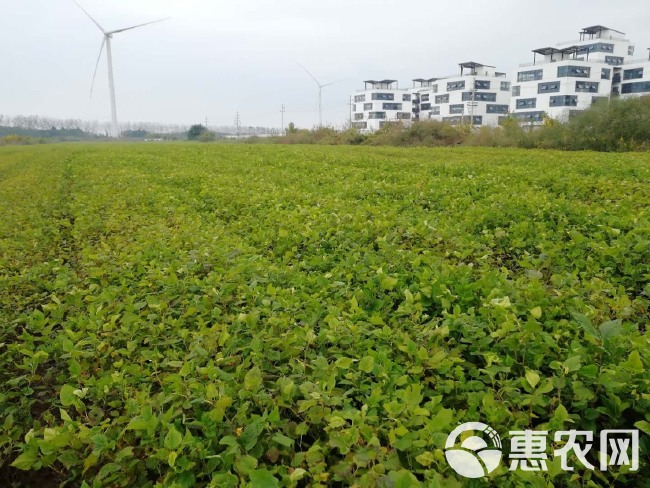 蛋白桑苗  饲料桑 可喂牲畜 做桑芽菜 防风沙