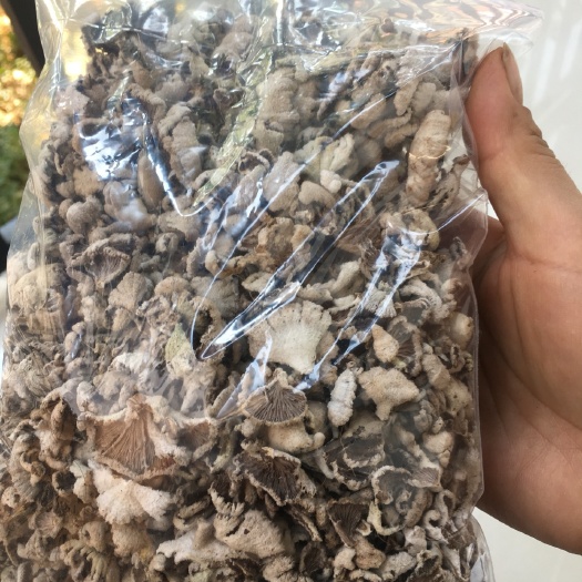景洪市白参菌 