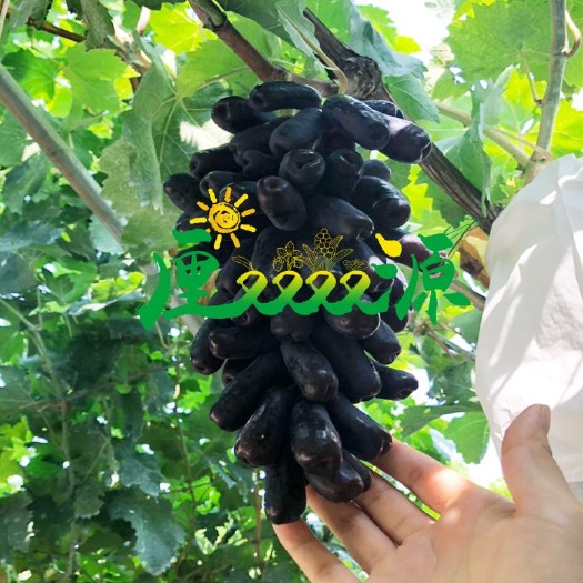 沭阳县蓝宝石葡萄苗 脱毒苗