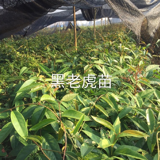 融安县钩藤苗 黑老虎苗 金桔苗