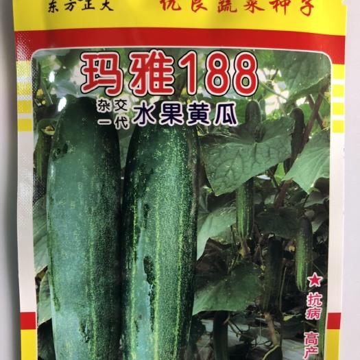 平远县水果黄瓜种子 杂交黄瓜