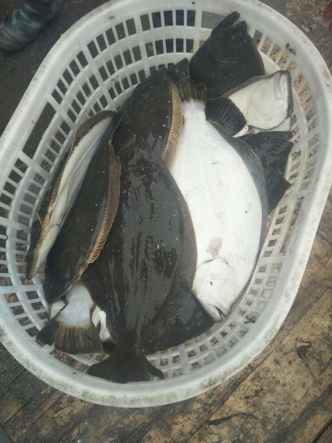 鲽鱼 