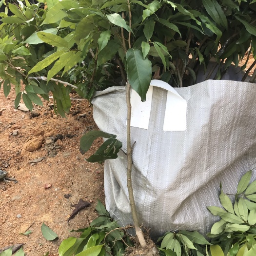 普宁市糯米糍荔枝苗 嫁接苗 容器苗