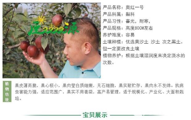 奥红一号红梨苗 脱毒苗