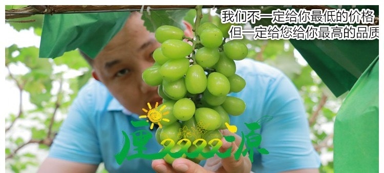 沭阳县阳光玫瑰葡萄苗 脱毒苗