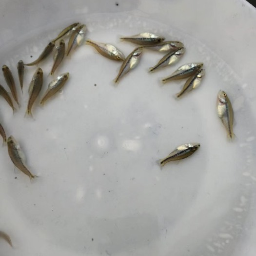 广州加州鲈鱼苗 