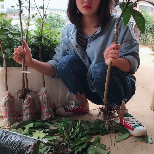 灵山县金煌芒果苗 