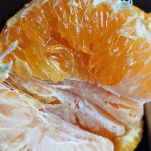 象山县明日见柑橘苗