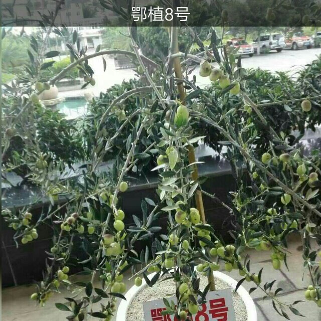油橄榄苗  ，橄榄苗，油橄榄嫁接苗，产地直销，批发价