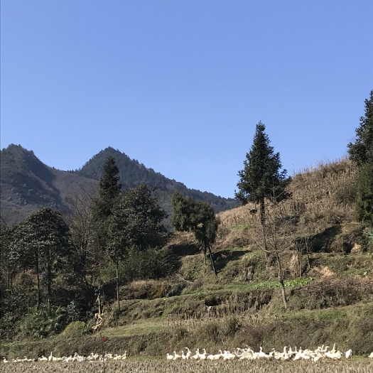 湄潭县大白鹅 6-8斤 统货 不添加任何饲料的生态