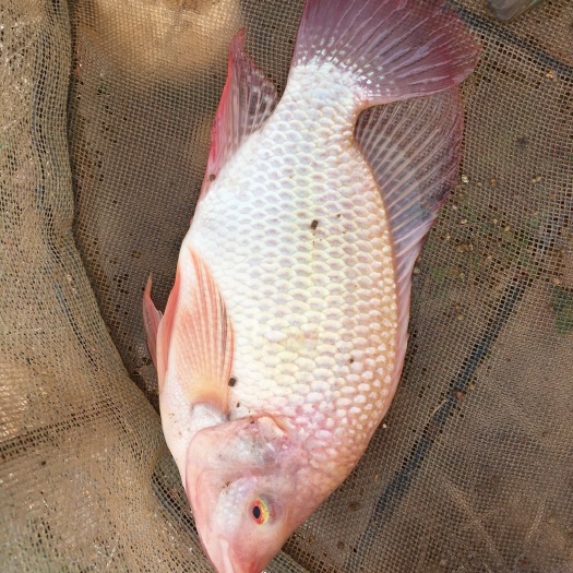 漳州彩虹鲷 