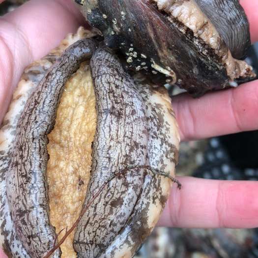 漳浦县绿盘鲍  鲜活水产