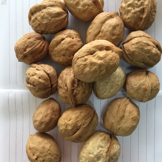 南漳县薄皮核桃 