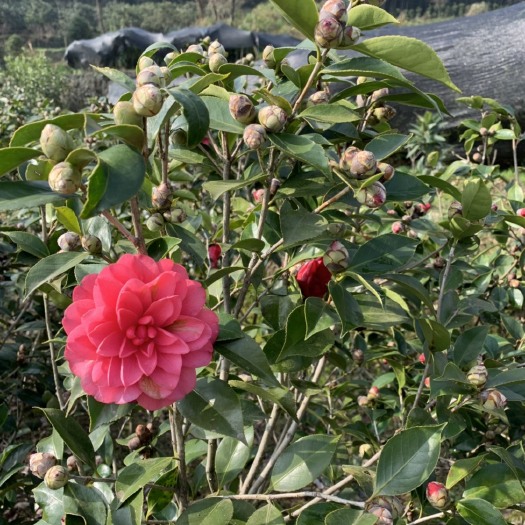 台州茶花球 140cm以上 
