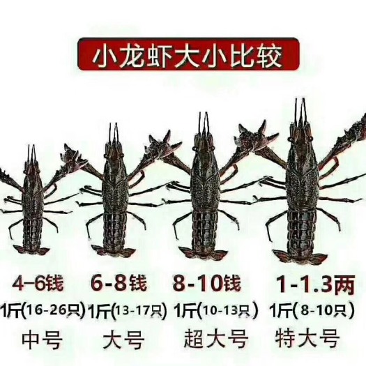 利川市清水小龙虾 4-6钱 人工养殖