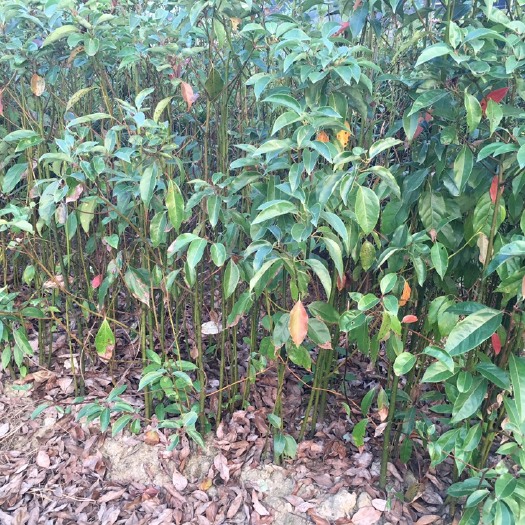 漳平市樟树苗 香樟苗