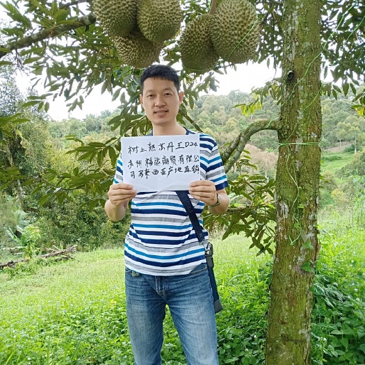 苏州 马来西亚苏丹王榴莲果肉