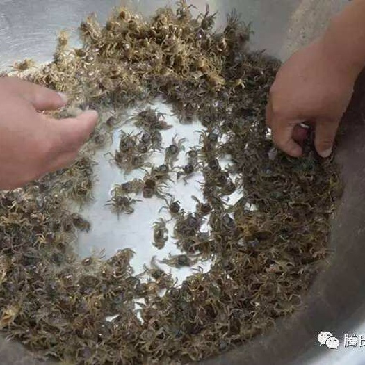 启东市大闸蟹苗 跑量，可以实地勘察，5月下苗，年底出扣蟹，接受预订