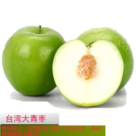 平邑县大青枣苗 