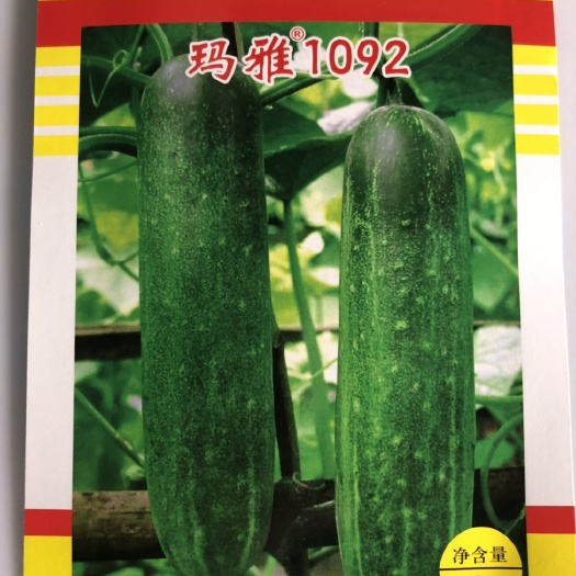 泰国杂交水果黄瓜种子玛雅1092耐热耐雨水 抗病 产量好