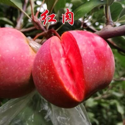 平邑县红肉苹果树苗 1.5~2米 