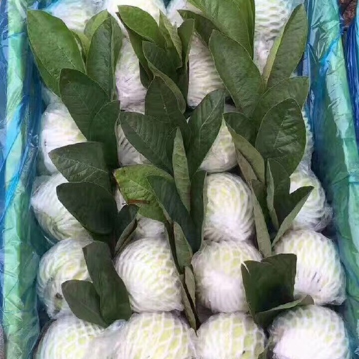 广州珍珠番石榴 200-250克 