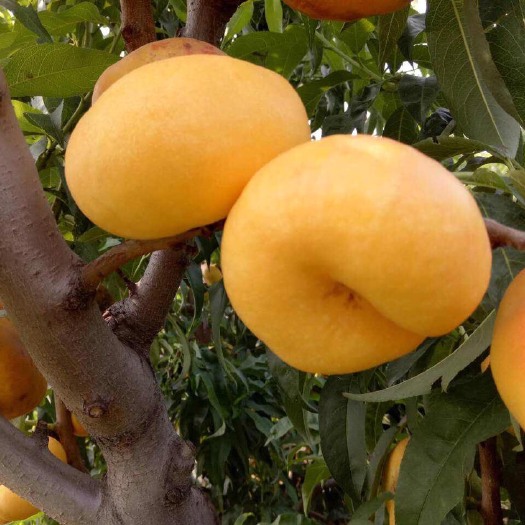 黄金蟠桃树苗 1.5~2.0米 