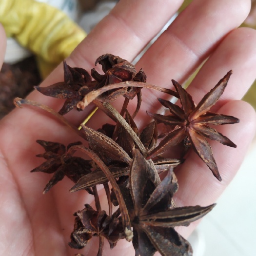 阳江无硫八角 