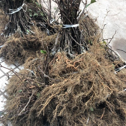 苍溪县红心猕猴桃苗 嫁接苗 
