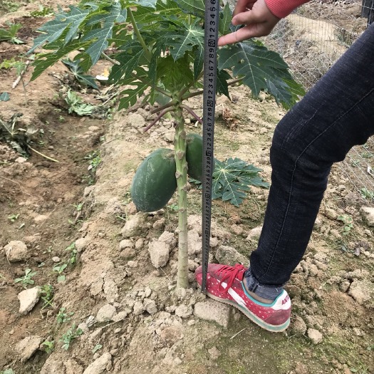 灵山县红心木瓜苗 矮化红心水果木瓜