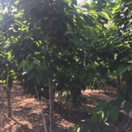 大连金州大樱桃 6年生大樱桃树