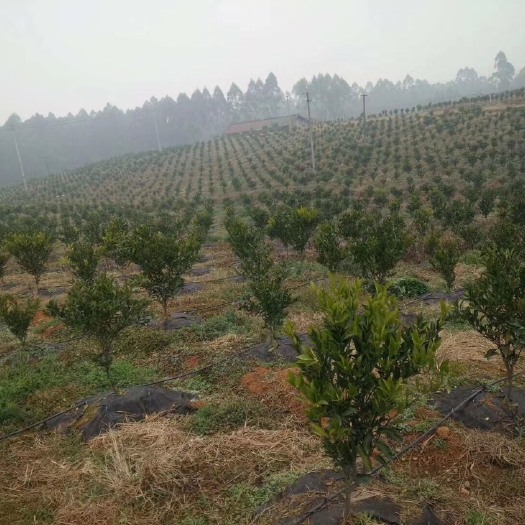 崇义县防草布 生态一年多降解用2年1.2×1.2单张裁剪