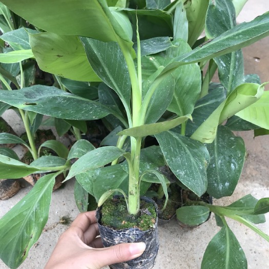 灵山县粉蕉苗