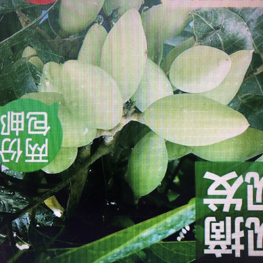 合江县青榄 10g以上 