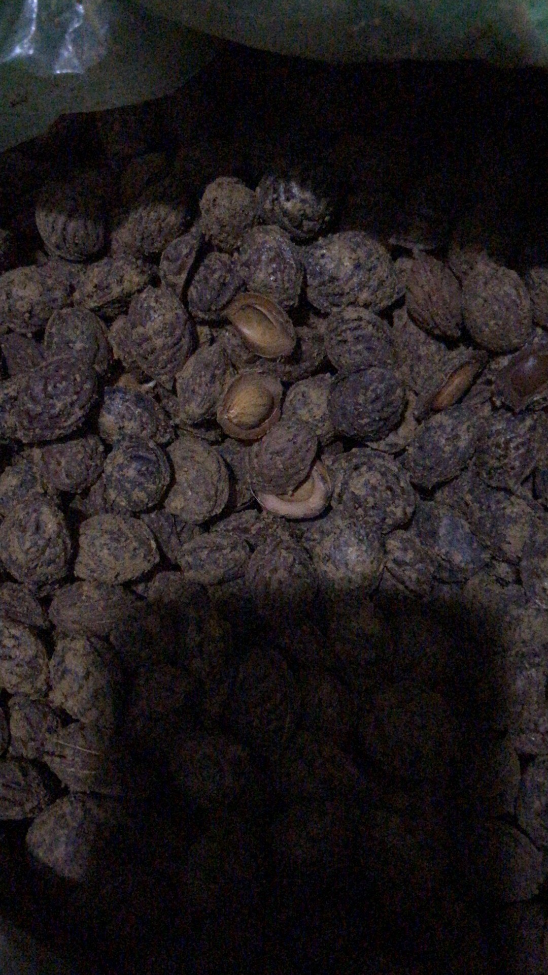 毛桃苗  桃树苗  桃芽苗 桃豆芽苗
