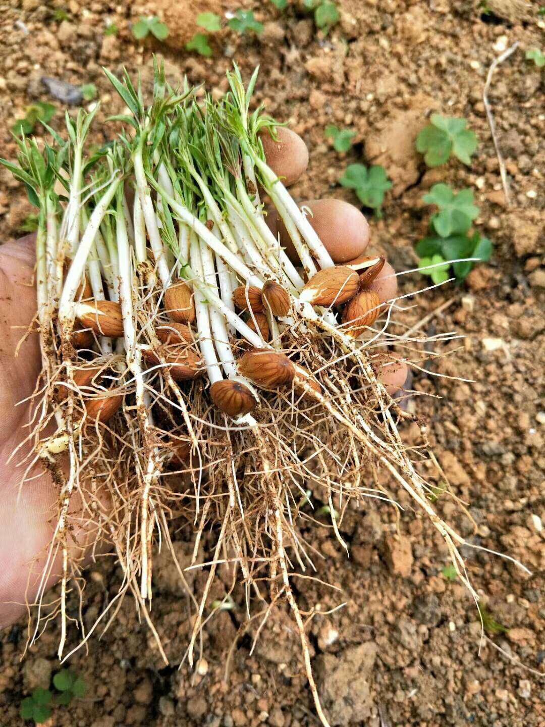 毛桃苗  桃树苗  桃芽苗 桃豆芽苗